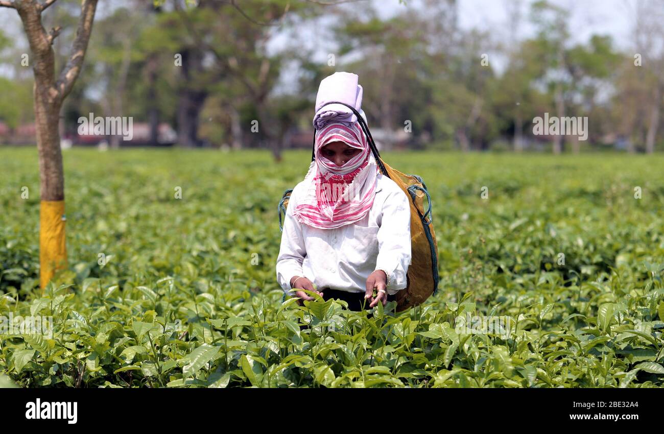 Dibrugarh hires stock photography and images Alamy