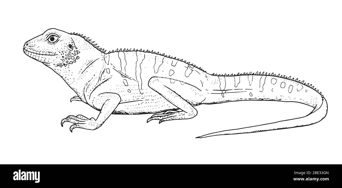 Drawing of so called Chinese water dragon lizard. Sketch of reptile
