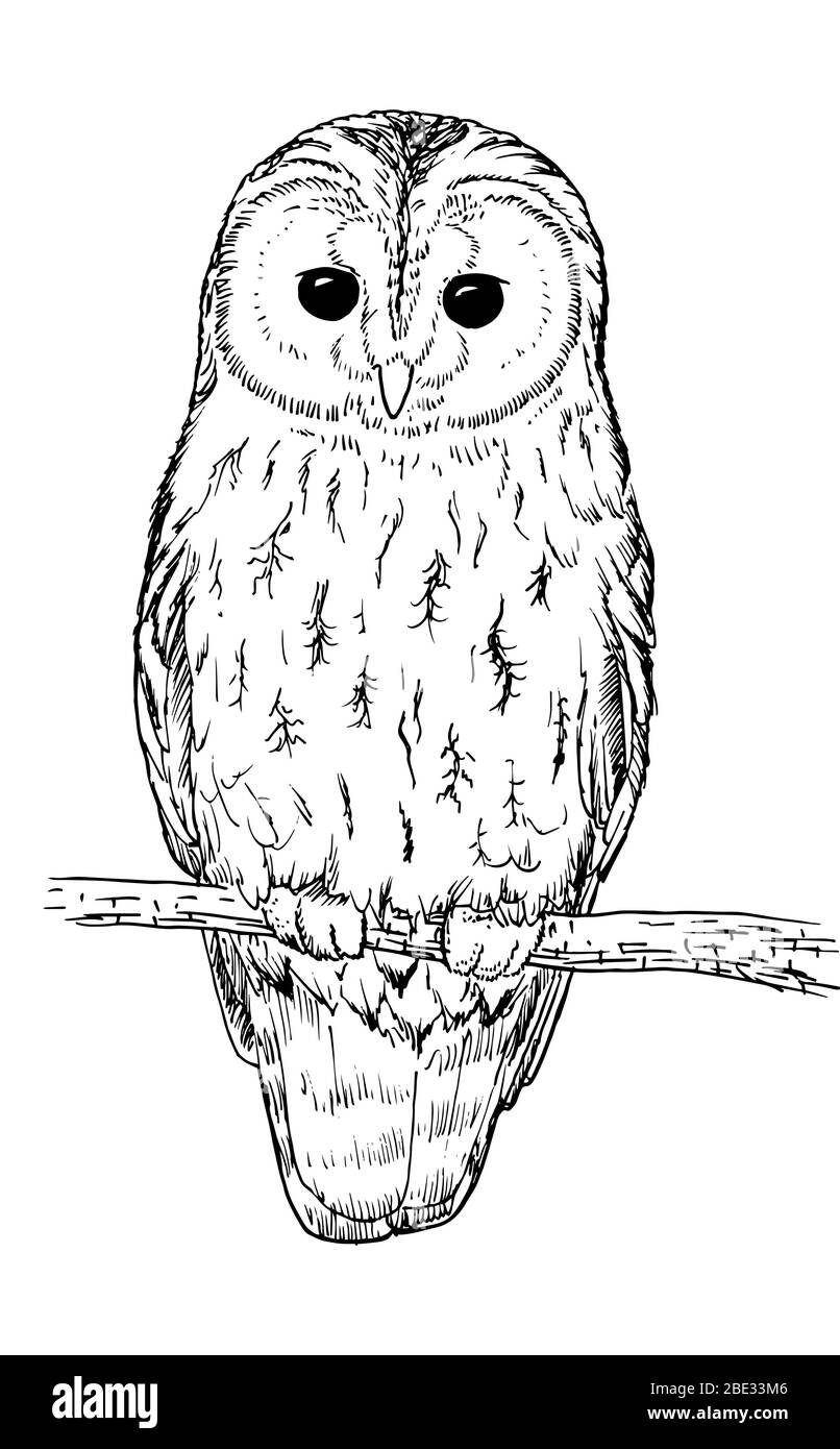 Drawing of an Tawny owl - hand sketch of wild animal, black and white illustration Stock Vector
