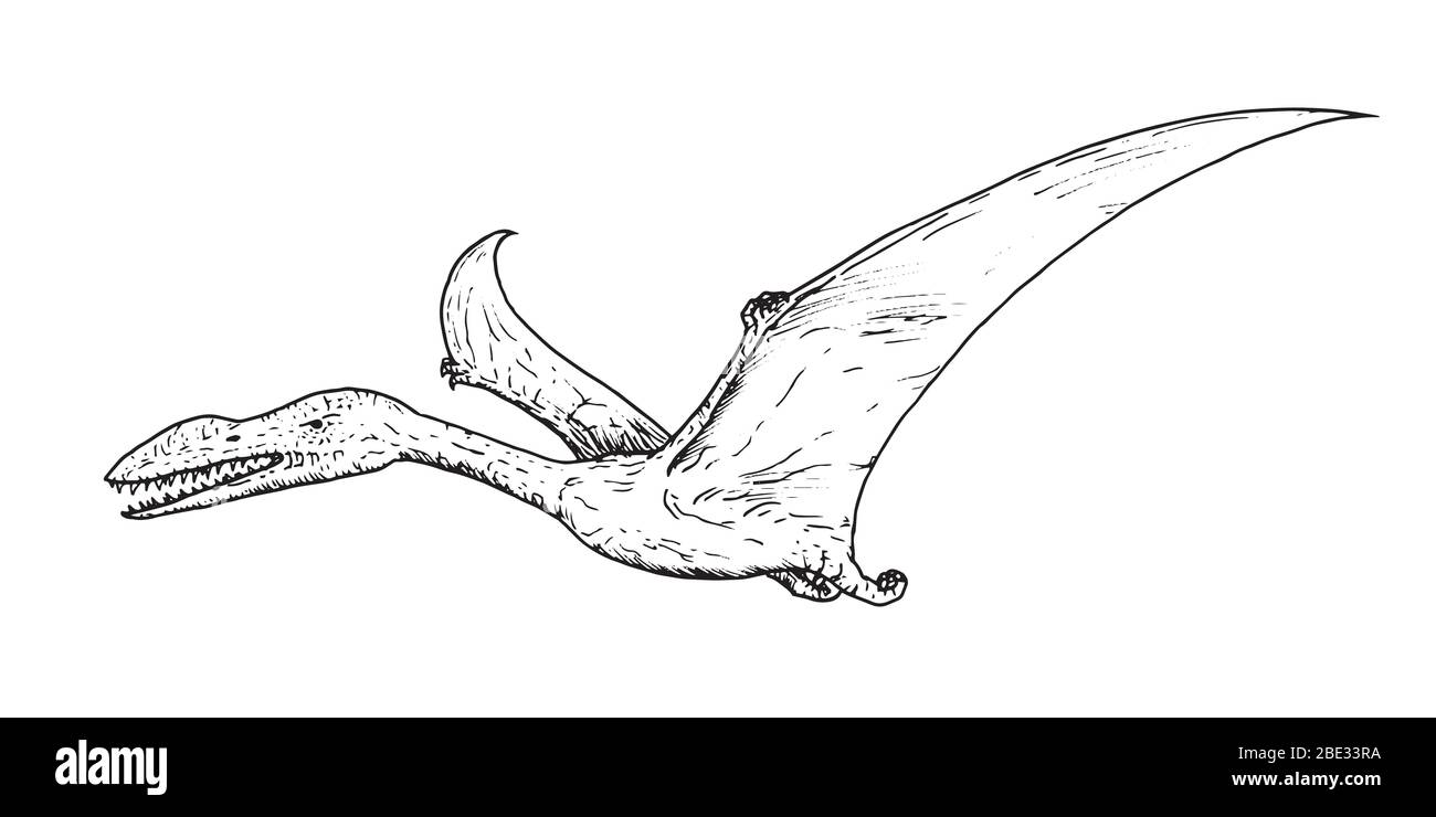Hey kids Draw this prehistoric pteranodon for a chance to see your  artwork published