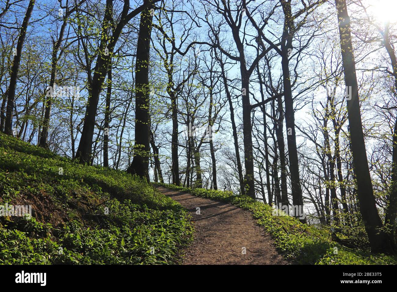 in a sunny springtime forest with a path leading up to a hill Stock Photo