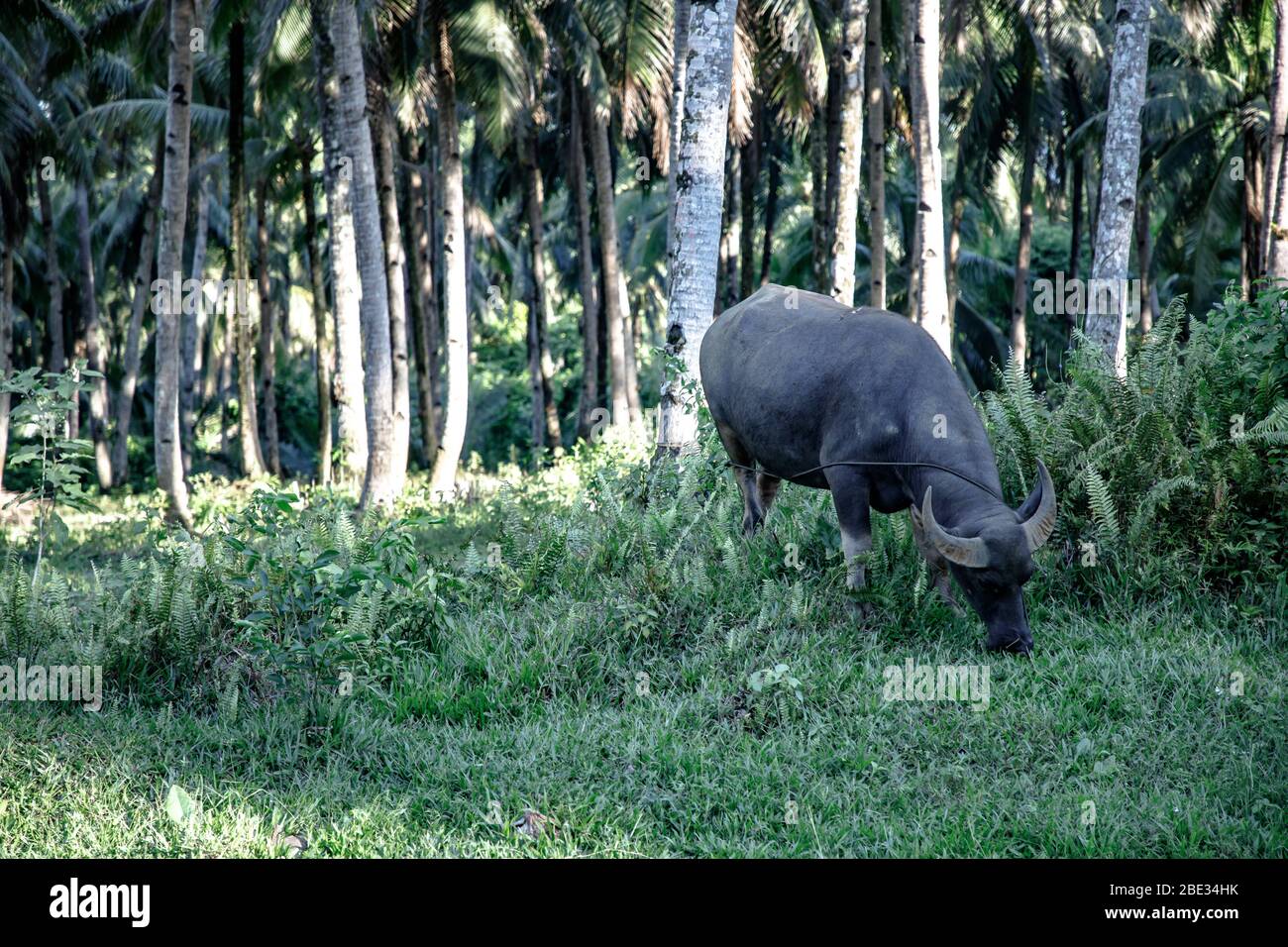 Cow grazing in a green forest of the countryside in Siargao Stock Photo ...
