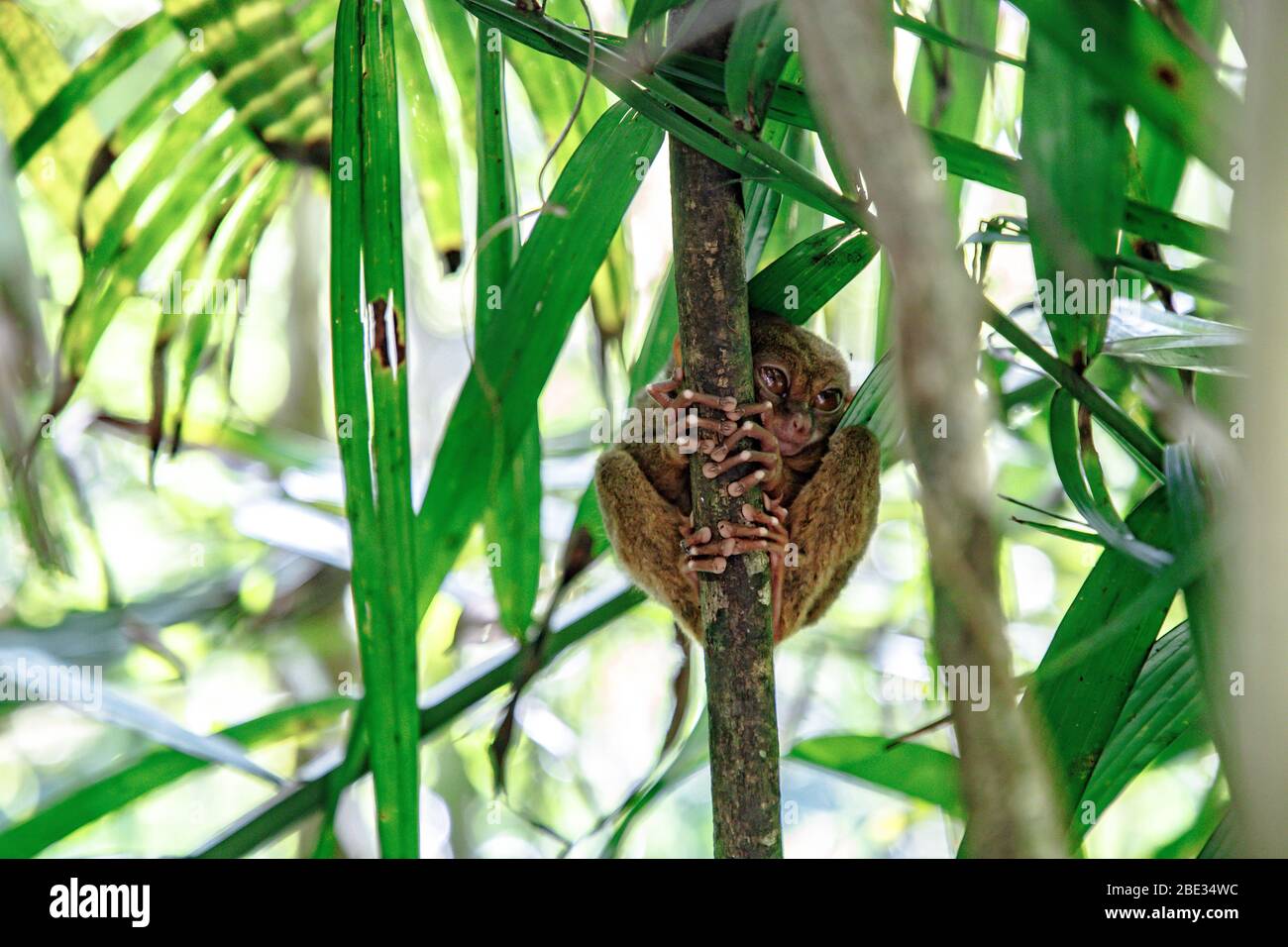calm tarsier hidden in the tropical jungle Stock Photo