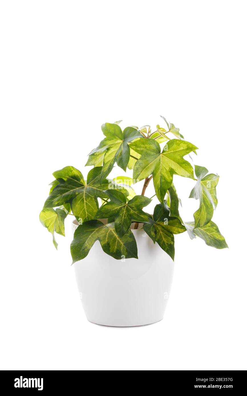 Hedera Helix or Devil's ivy in a white plastic pot isolated, vertical Stock Photo