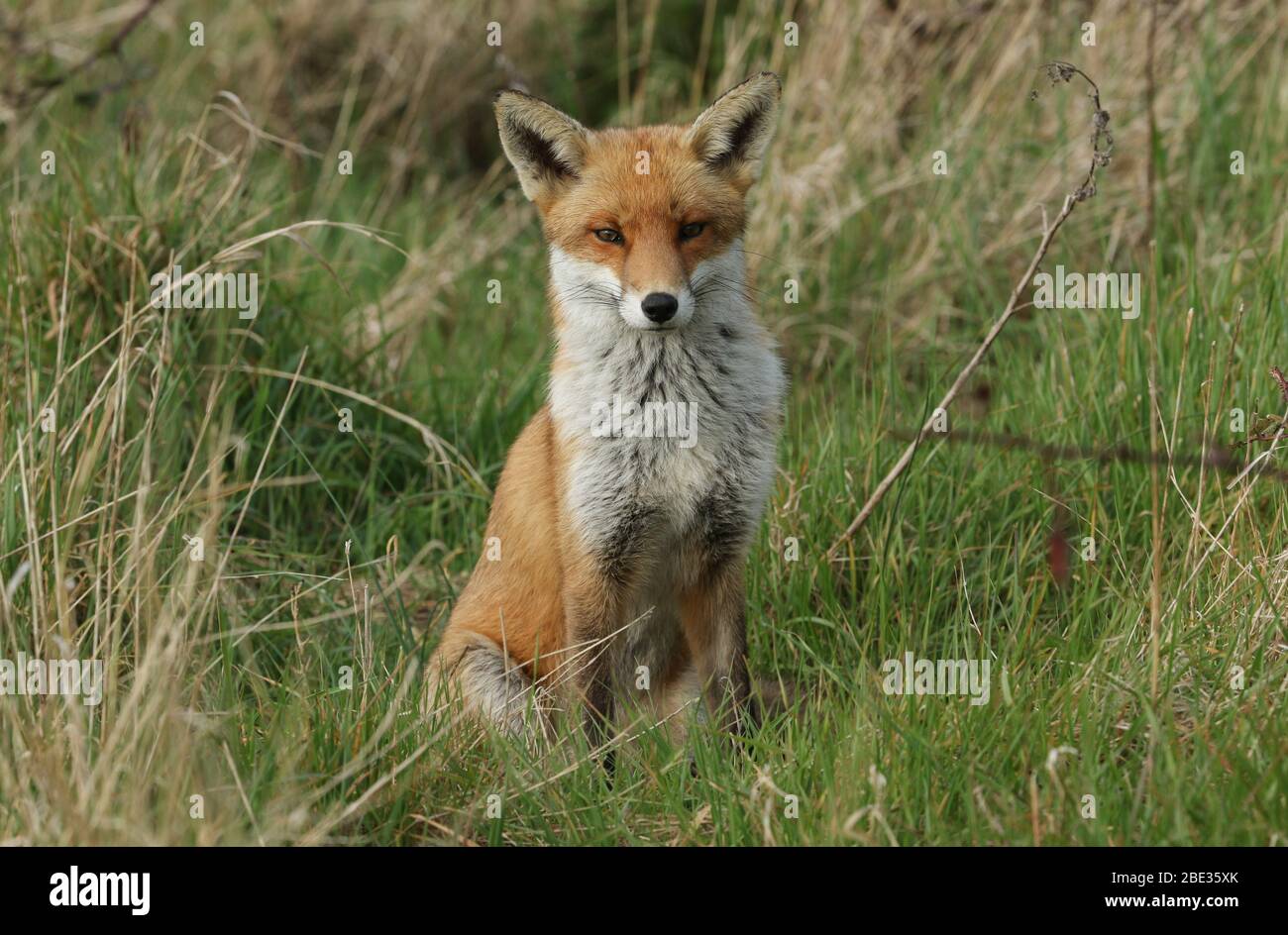 A magnificent male or dog Red Fox, Vulpes vulpes, sitting in a meadow. Stock Photo