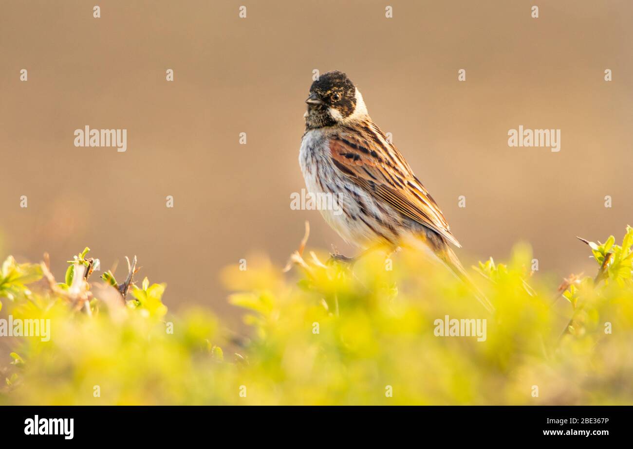 Common Reed Bunting, Emberiza Schoeniclus, wild bird in a UK Hedgerow. Stock Photo