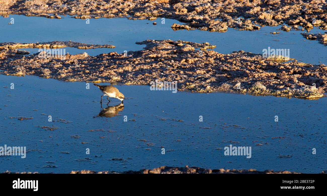 Puna Plover, Charadrius alticola at Atacama lagoon. Chile Stock Photo