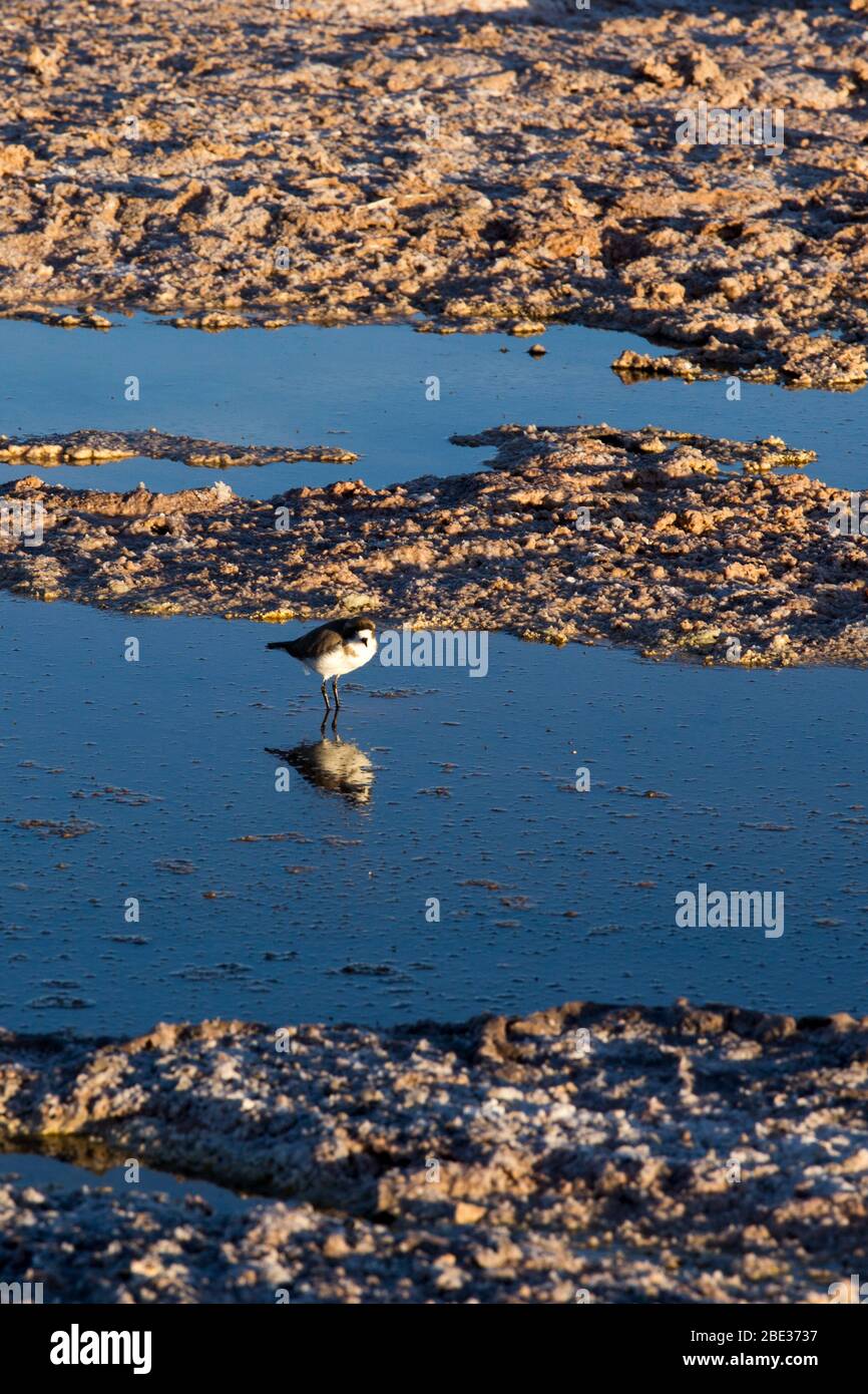 Puna Plover, Charadrius alticola at Atacama lagoon. Chile Stock Photo