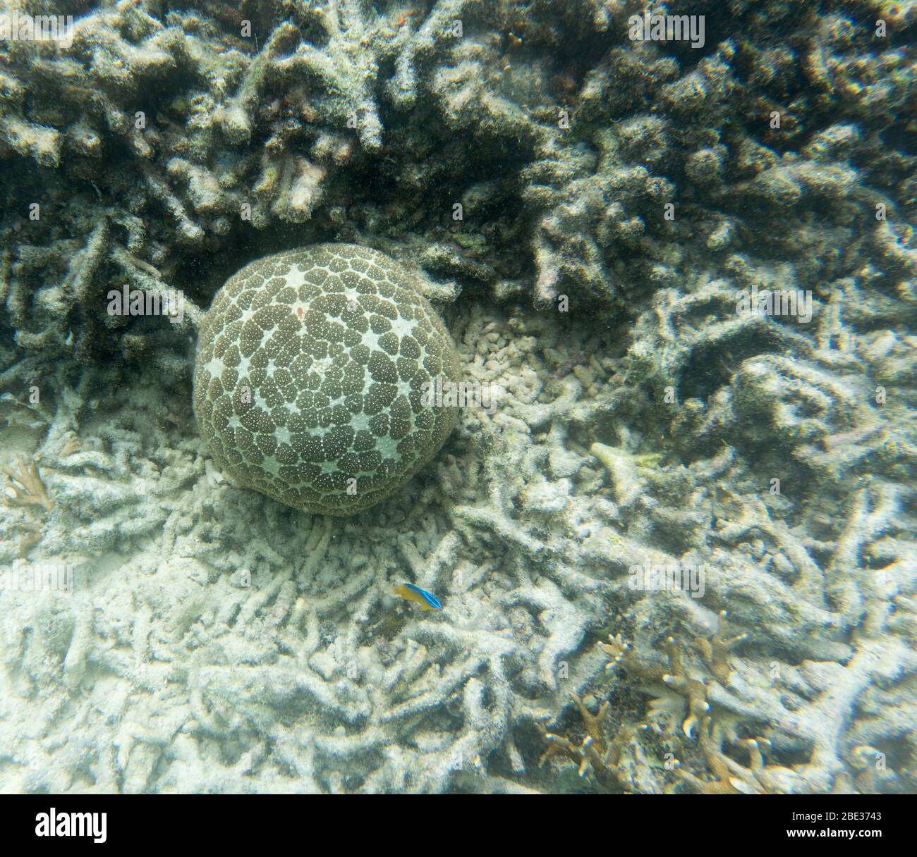 Pincushion starfish or Culcita novaeguineae in the sea of Togian islands, Indonesia Stock Photo