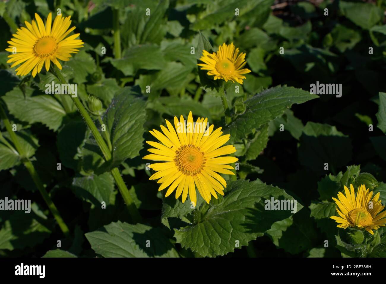 Leopards bane is a genus of flowering plants in the sunflower family. It is herbaceous perennial native to Europe and southwest Asia Stock Photo