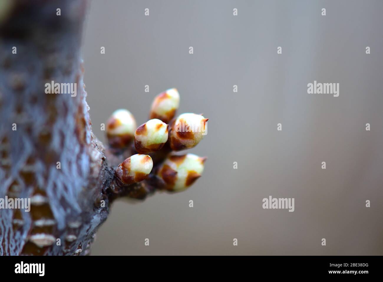 Oculus Tree Buds on the tree branch. Bunch of oculuses. Macro. Copy-space Stock ...