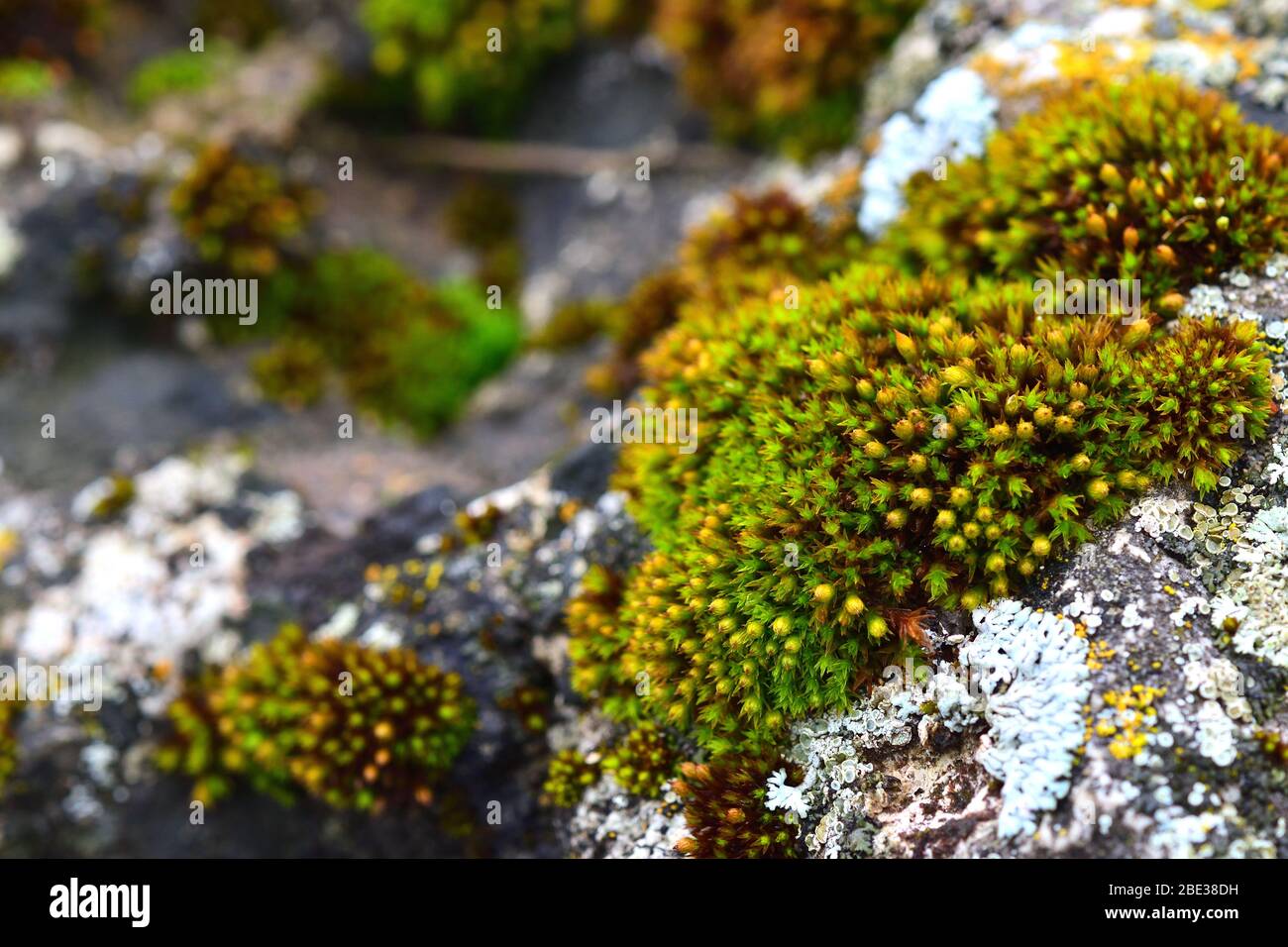 Tortula muralis, Polytrichum and Caloplaca thallincola mosses on the rock. Stock Photo