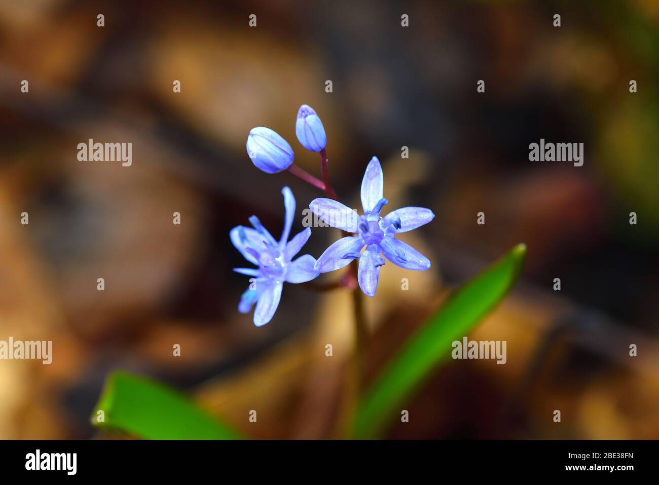 Wild gentian-blue scilla flower close-up. Stock Photo
