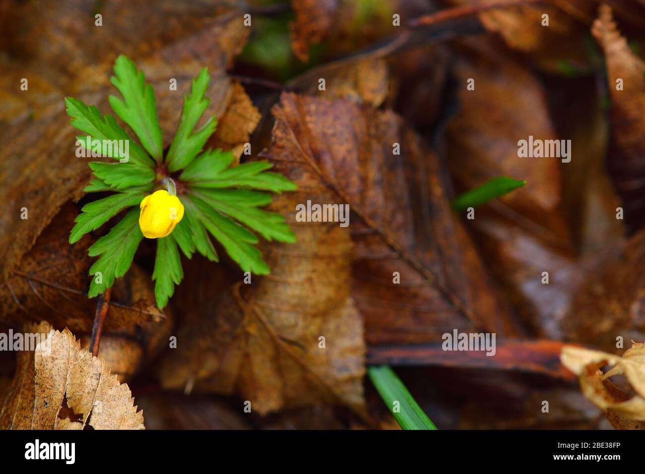 Creeping buttercup flower, Ranunculus Repens. Tellow forest flower on a brown leaves background. Stock Photo