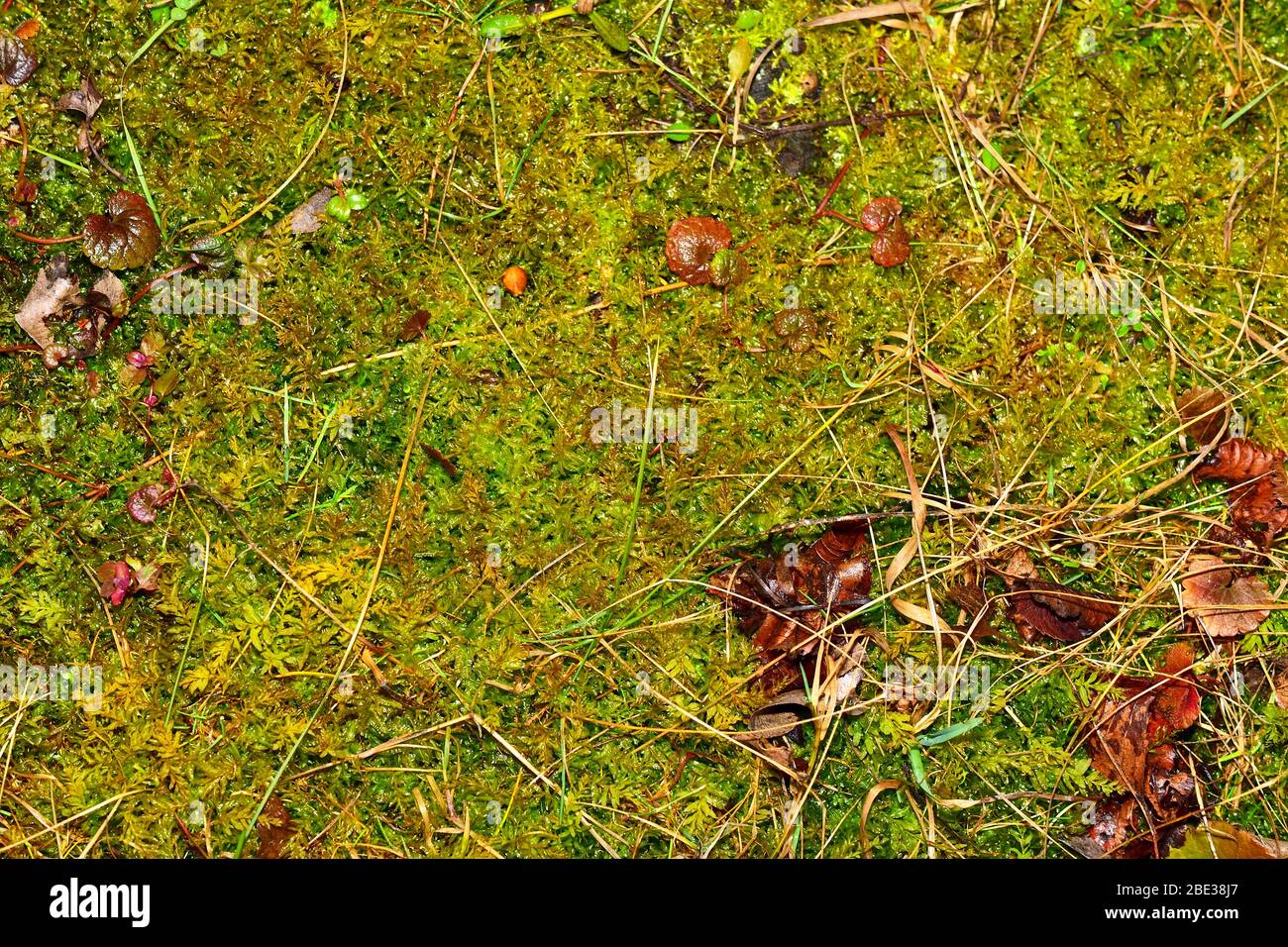 Wet grass and moss background. Pattern of garden ground. High humidity. Stock Photo