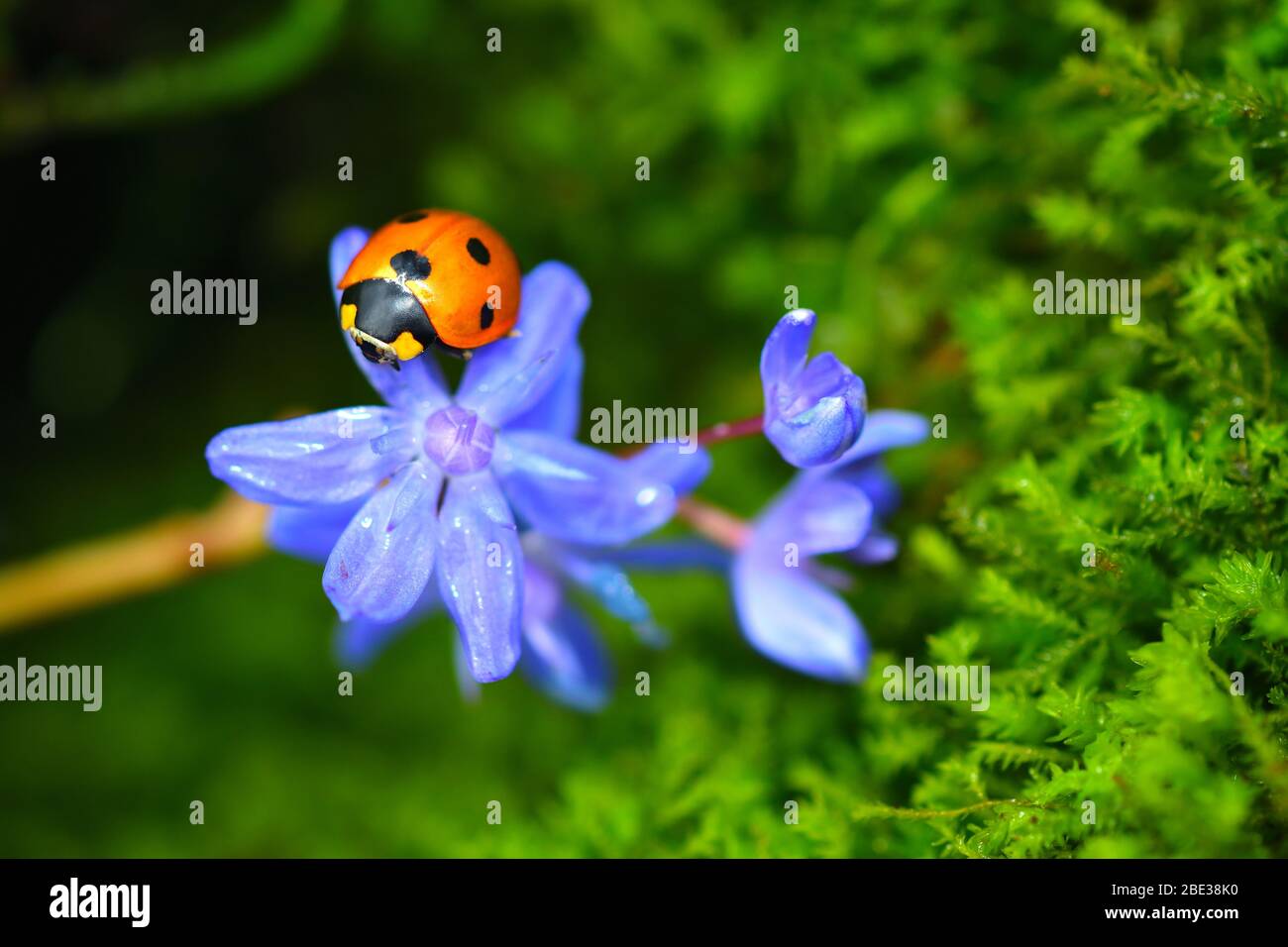 Sleeping lady beetle on a blue scilla flower. Vibrant green microgreens on the background. Stock Photo