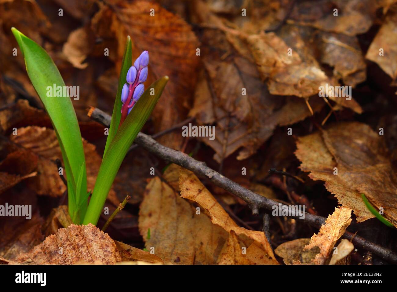 Beautiful scilla flower on a brown leaves background. Violet to gentian-blue gradient. Copy space on the right. Stock Photo
