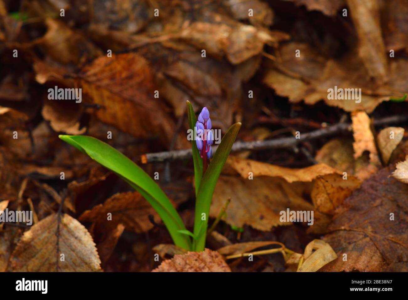 Beautiful scilla flower on a brown leaves background. Violet to gentian-blue gradient. Centered. Stock Photo