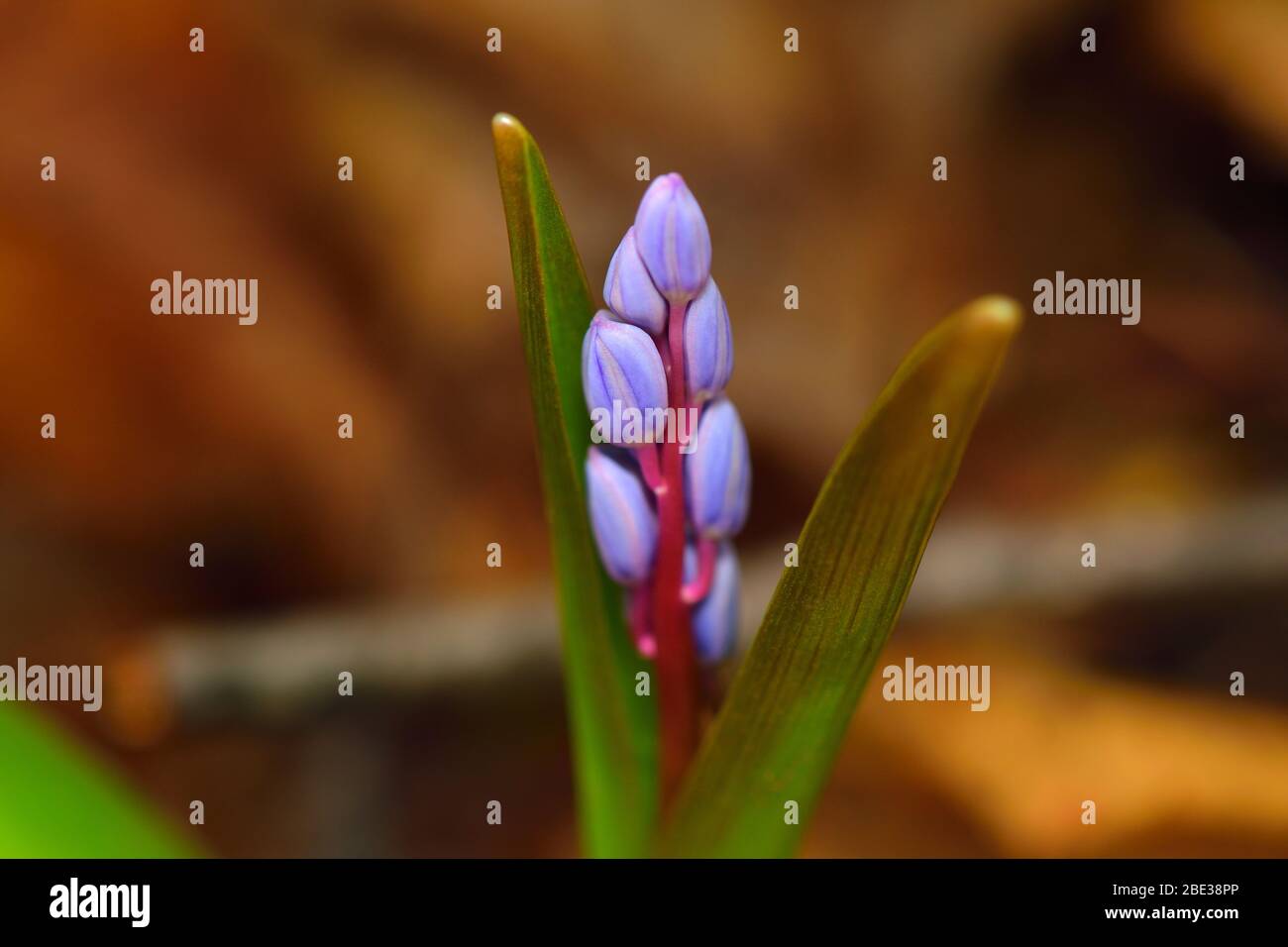 Beautiful scilla flower on a brown leaves background. Violet to gentian-blue gradient. Stock Photo