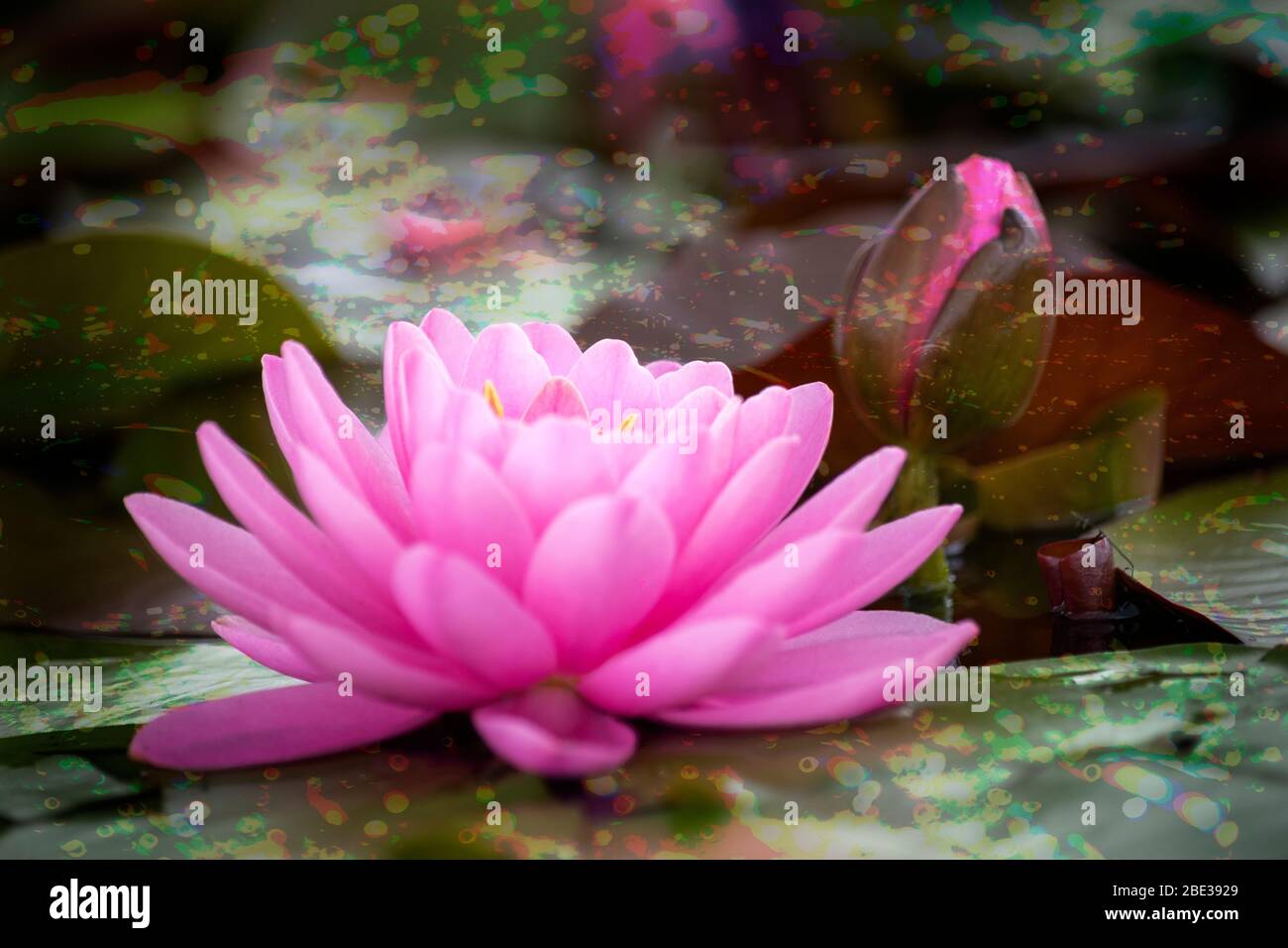 A pink water Lily in full bloom with a large bud in the background. A beautiful bloom of soft pink Stock Photo