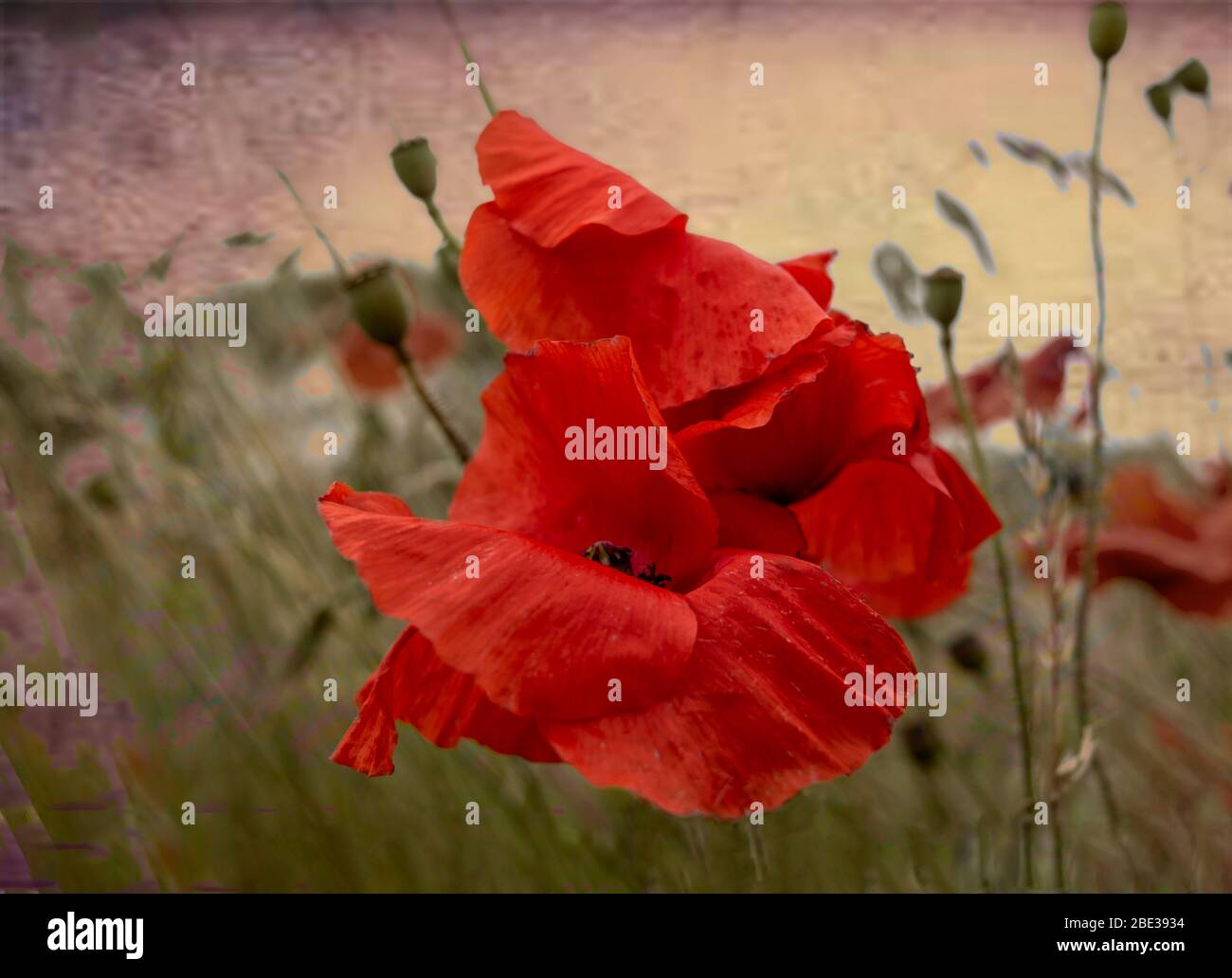 Poppies growing wild in a field with seed heads in the background Stock ...