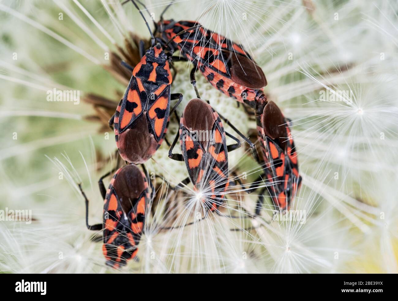 Close-up fire bugs (Pyrrhocoris apterus) crawl on a dandelion seed head Stock Photo