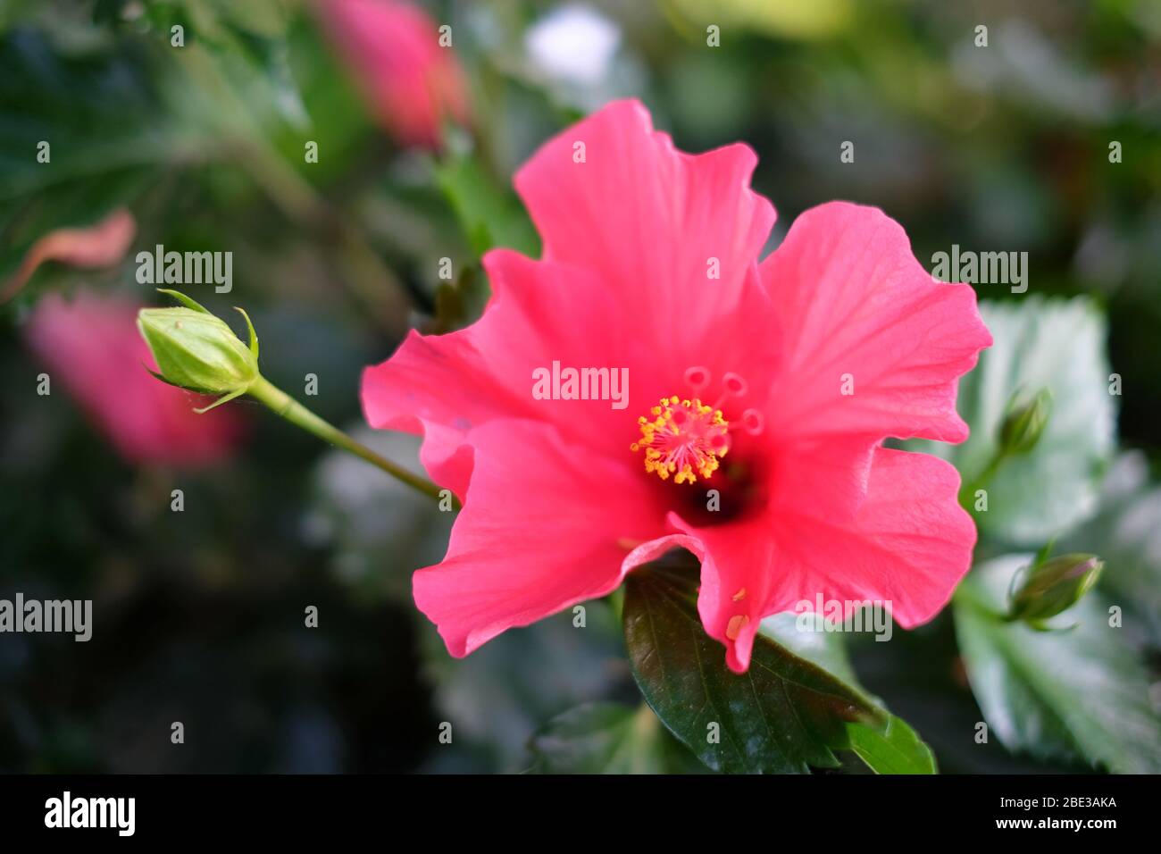 New York Mets Light Pink Hibiscus Pale Green Leaf Black Background