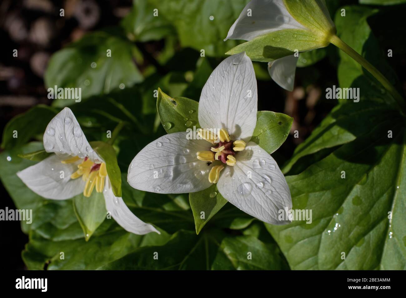 Trillium blooming in the early spring. Stock Photo