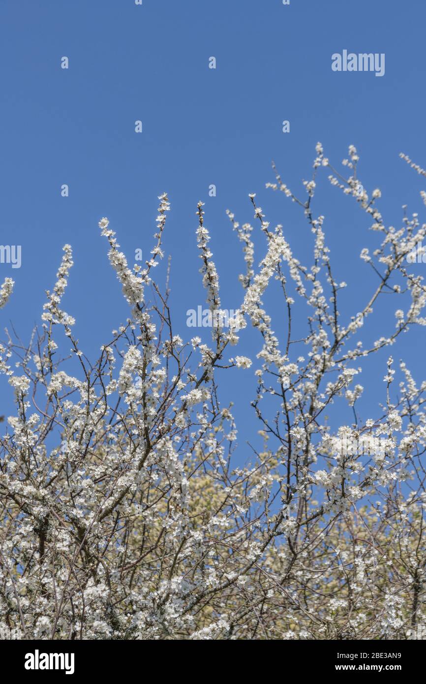 White springtime flowers / spring blossom of Blackthorn / Prunus