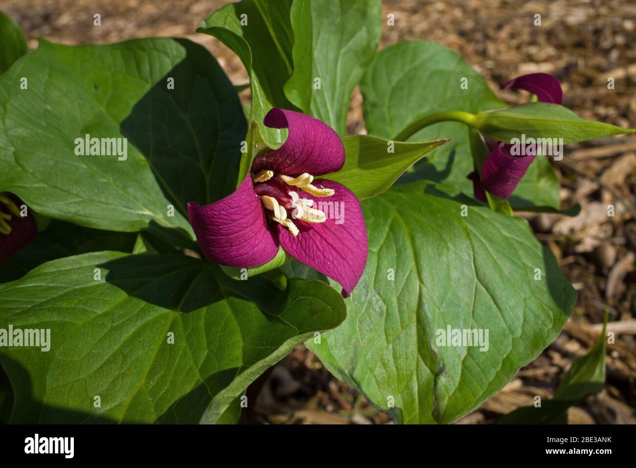 Trillium blooming in the early spring. Stock Photo