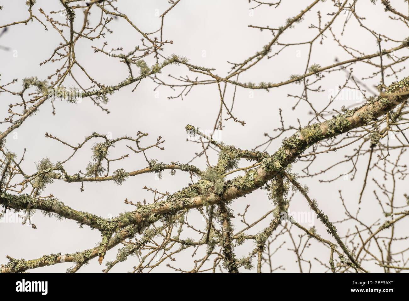 Pale green lichen on small Oak tree branches - perhaps Usnea or Ramalina species, or maybe Parmotrema perlatum lichens. Stock Photo