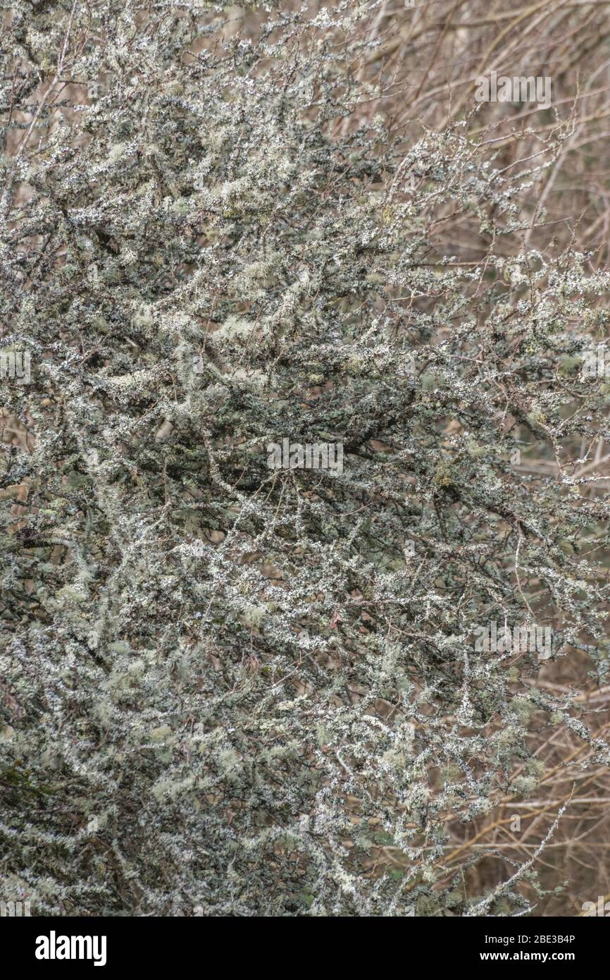 Pale green lichen on small hedgerow tree - perhaps Usnea or Ramalina species, or maybe Parmotrema perlatum lichens. Stock Photo