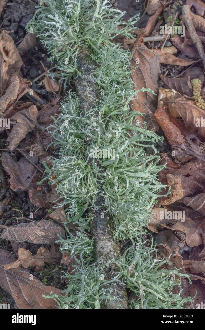 Pale green bearded fruticose lichen on tree branch - perhaps Usnea or Ramalina species, & flattened foliose lichen - maybe Parmotrema perlatum. Stock Photo