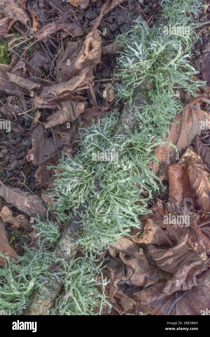 Pale green bearded fruticose lichen on tree branch - perhaps Usnea or Ramalina species, & flattened foliose lichen - maybe Parmotrema perlatum. Stock Photo