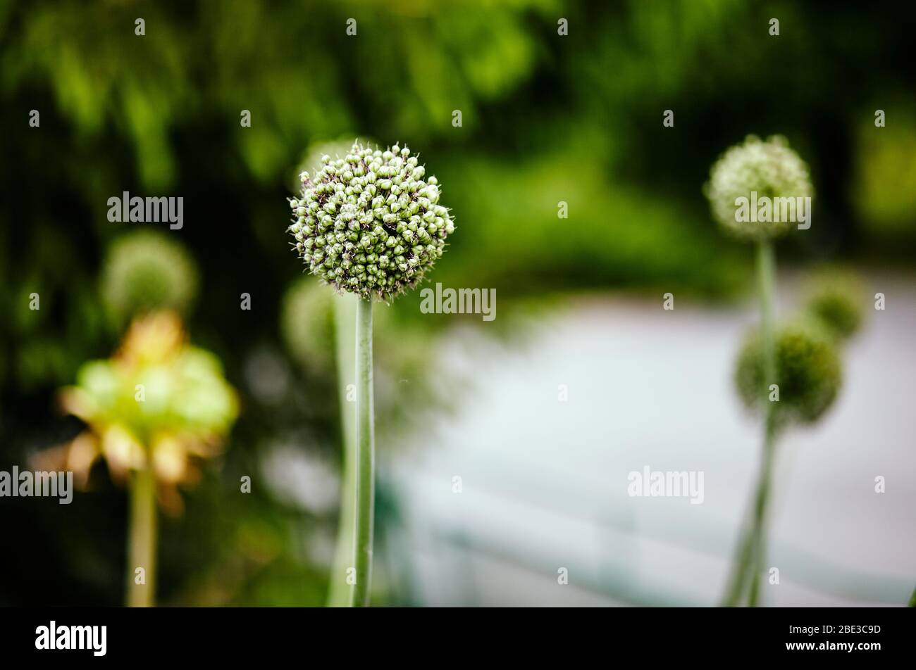 Blooming onion or garlic flower. Onion flower heads on vegetable garden
