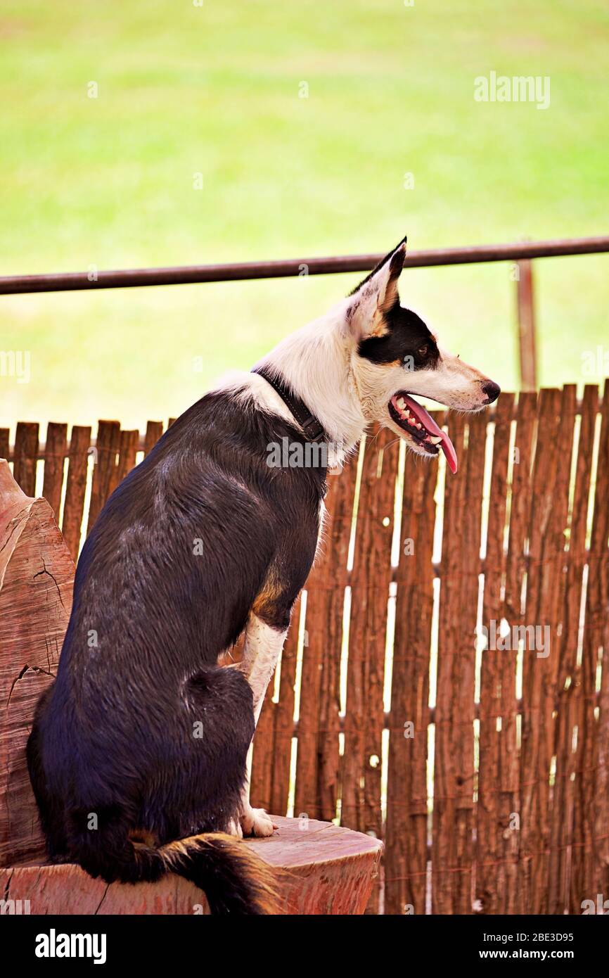 dog waiting its owner Stock Photo - Alamy