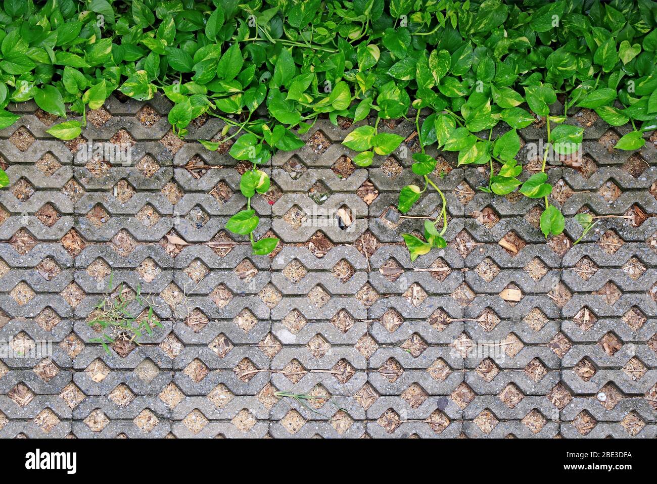Green Devil's Ivy plants with water droplets on turf stone concrete pavers Stock Photo