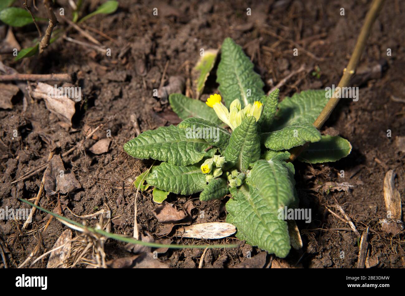 Close up of a yellow cowslip flowers and leaves growing in early spring. Primula veris (cowslip, common cowslip, cowslip primrose, Primula officinalis Stock Photo