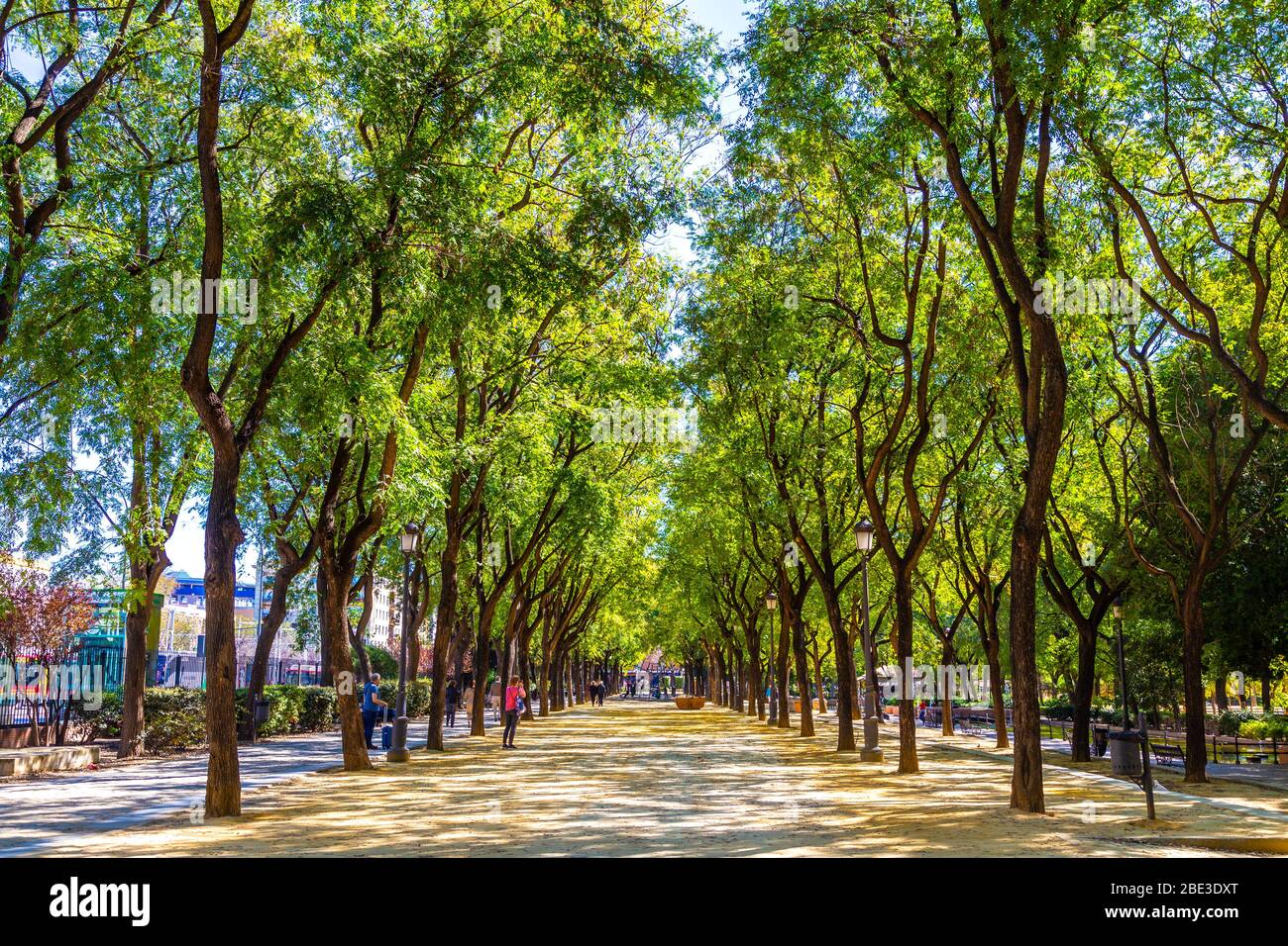 Tree-lined alley in Prado de San Sebastián park in Seville, Andalusia, Spain Stock Photo