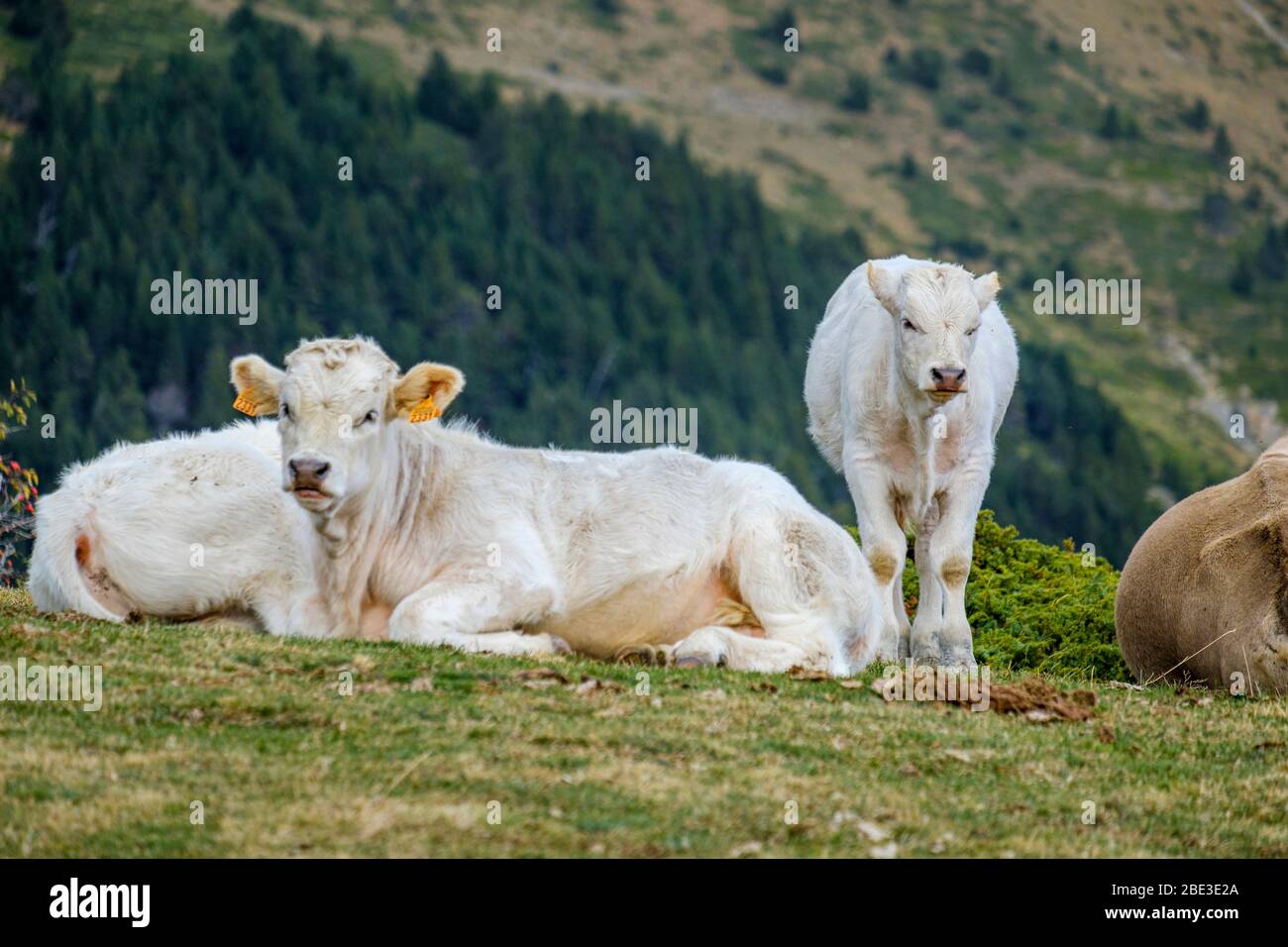 Pyrenees depopulation Stock Photo