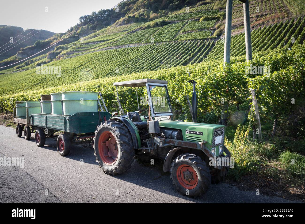 Tractor towing two trailers each with large bins for collecting the grape harvest below a vineyard in Piesport, Germany. Stock Photo