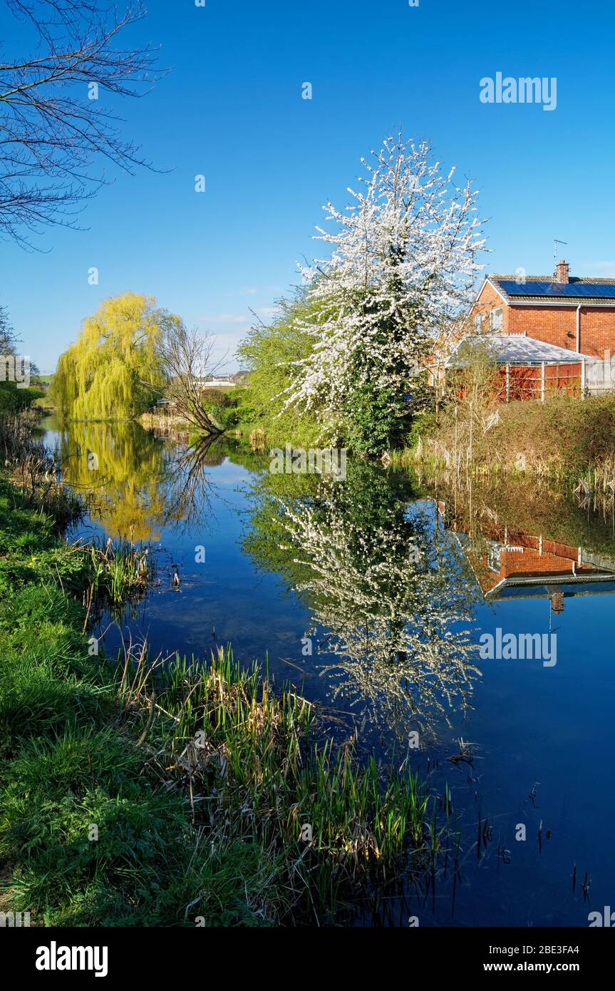 UK,South Yorkshire,Barnsley,Elsecar Canal and Footpath with Blossom in full bloom Stock Photo