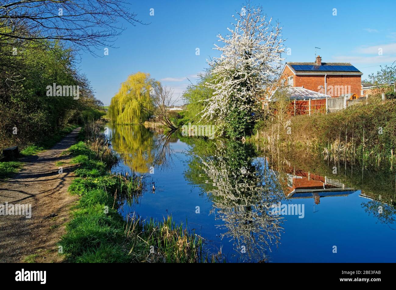 UK,South Yorkshire,Barnsley,Elsecar Canal and Footpath with Blossom in full bloom Stock Photo