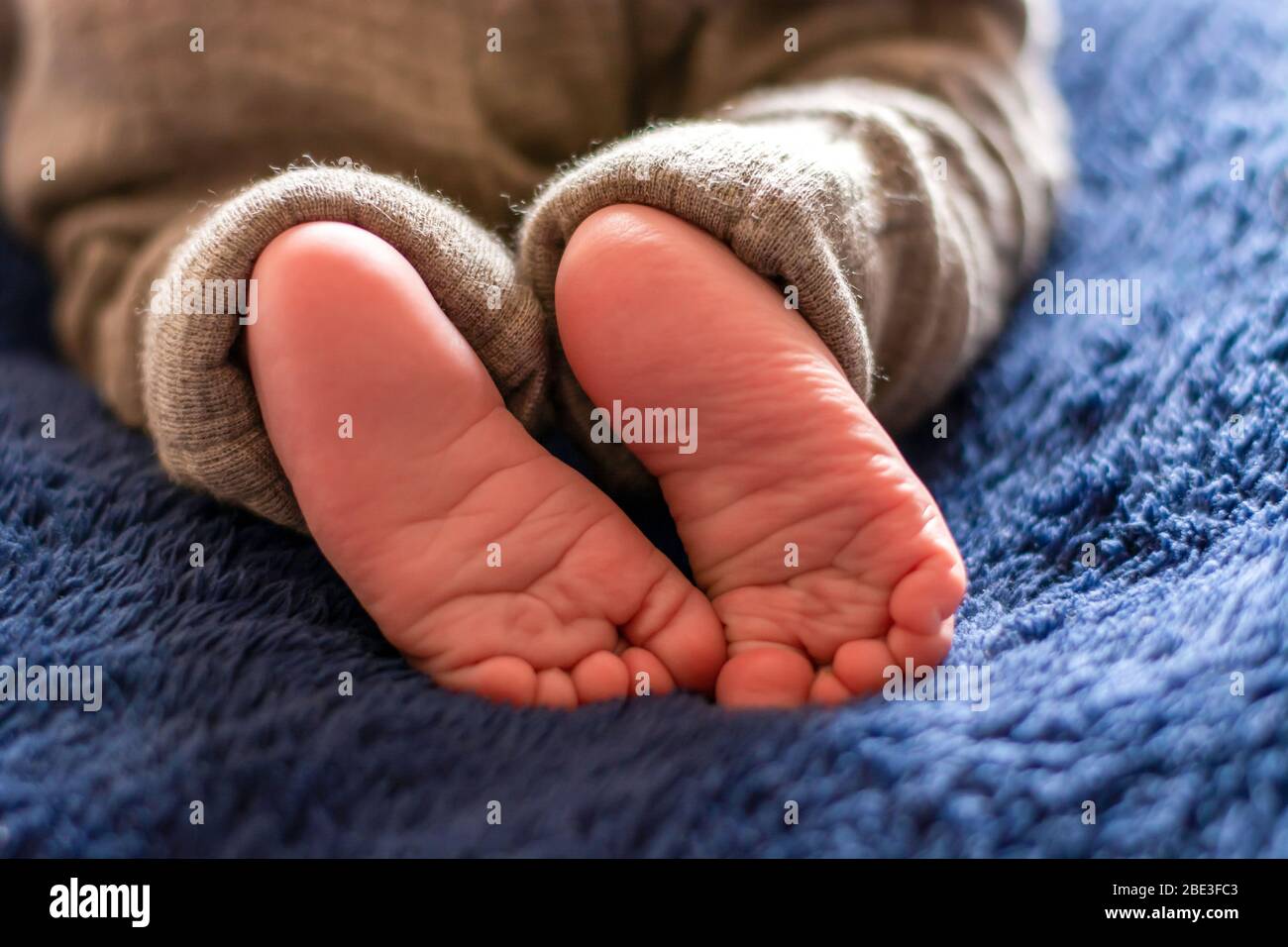 Newborn baby feet from behind. Blue soft blanket. Stock Photo