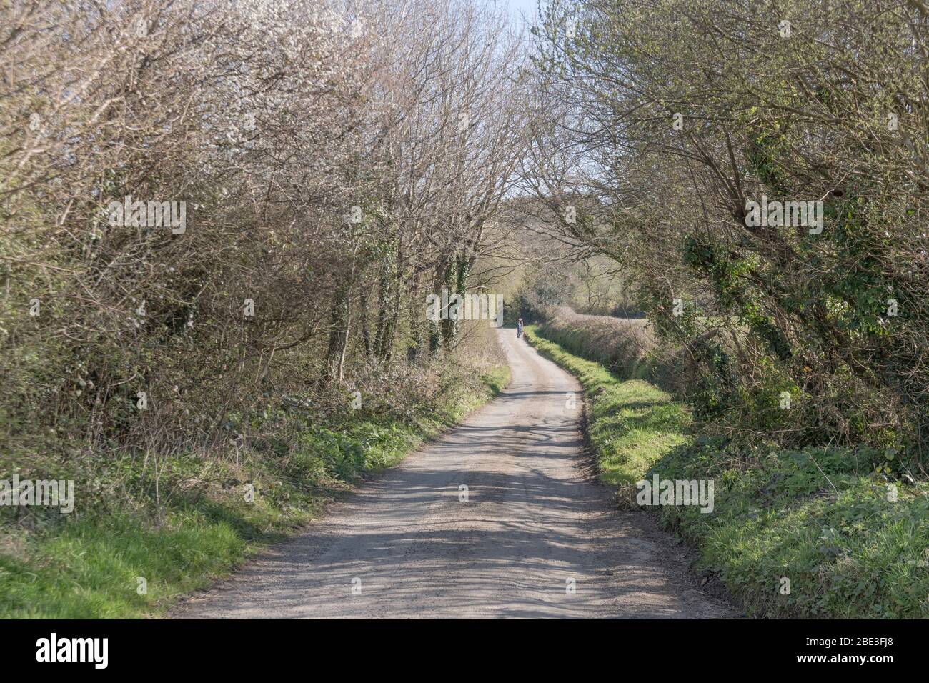 Springtime wild flowers and flowering weeds in winding rural country lane receding into the distance. Stock Photo