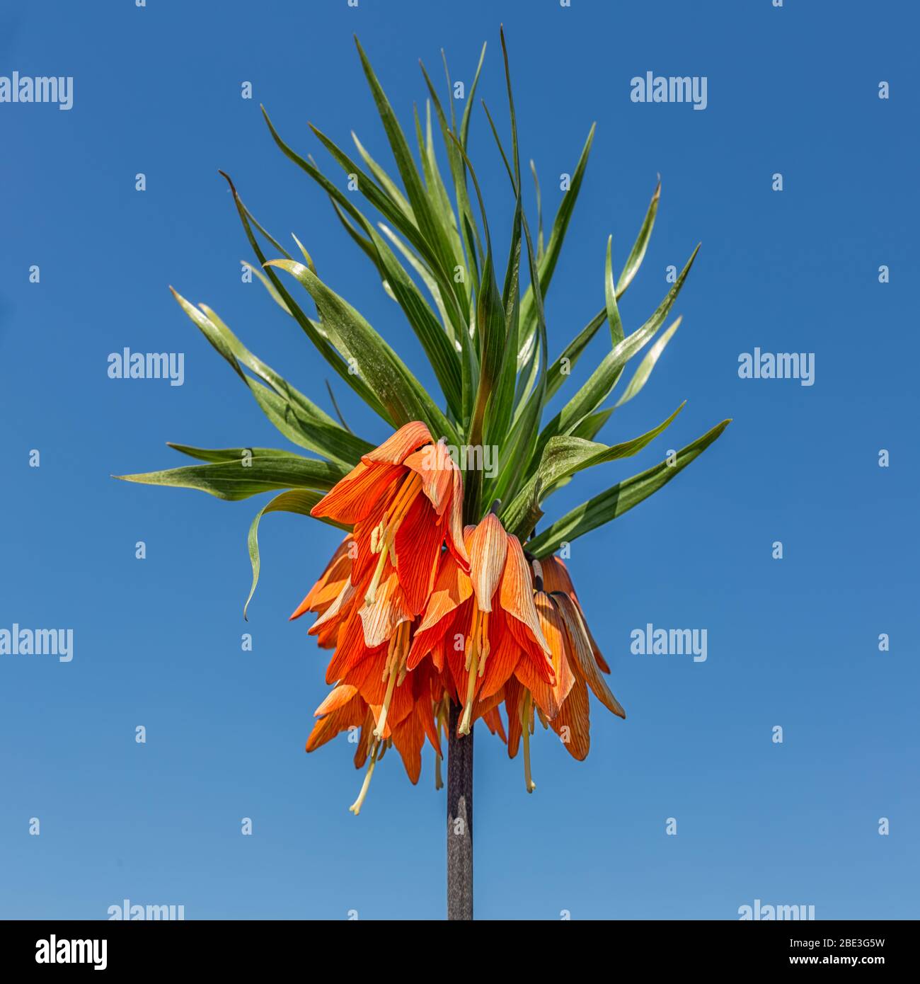 Lordly Crown Imperial or Fritillaria imperialis against blue sky Stock Photo