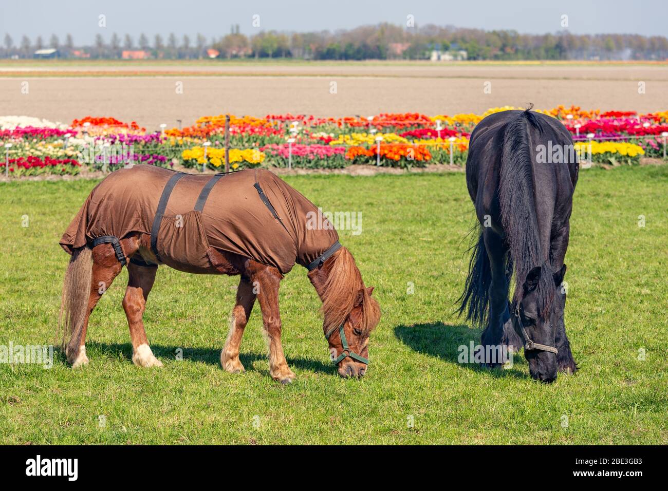 Two horses with blanket grazing near colorful dutch tulip garden Stock Photo