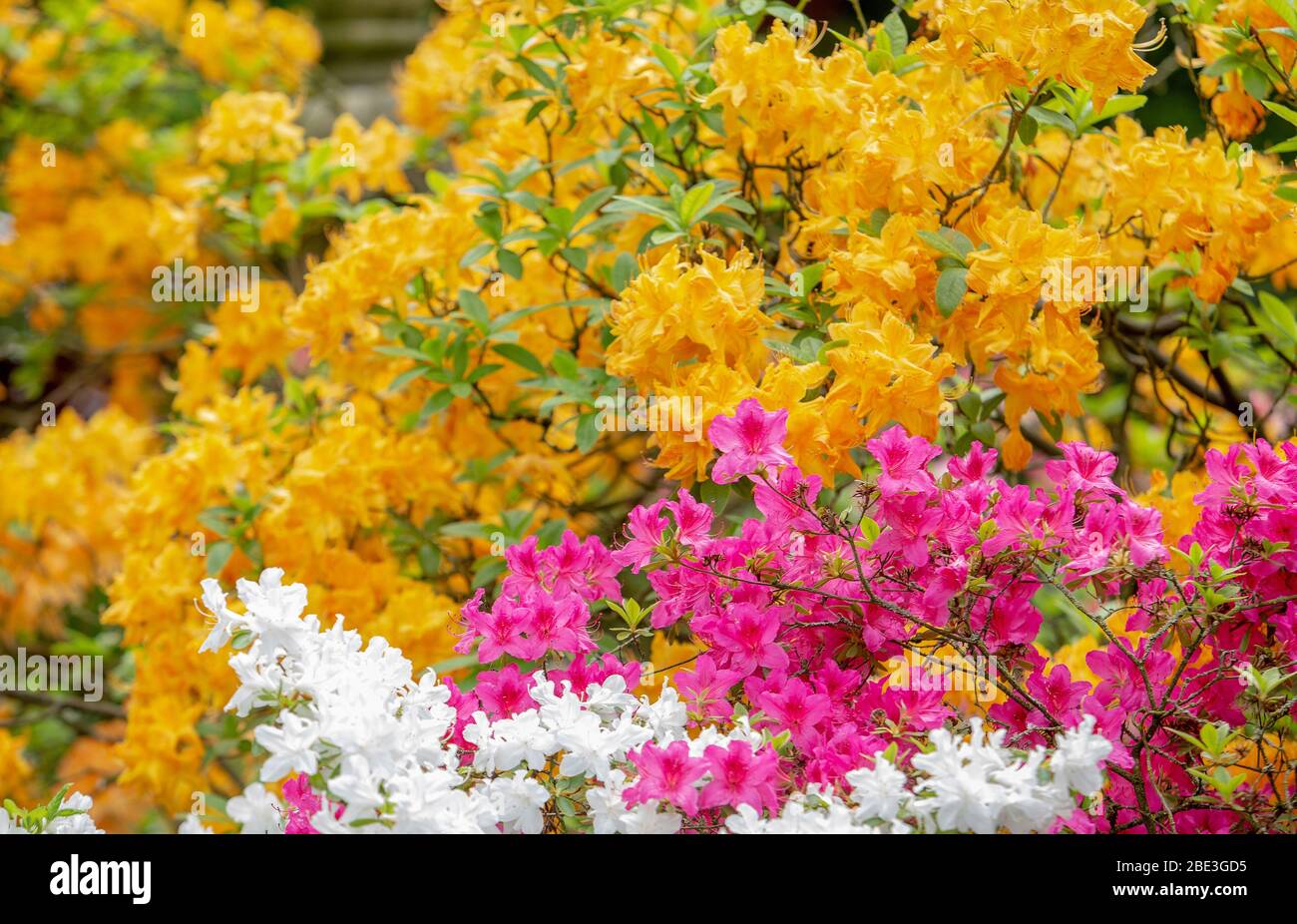 Amazing flowers of pink and yellow rhododendrons in Leverkusen in ...