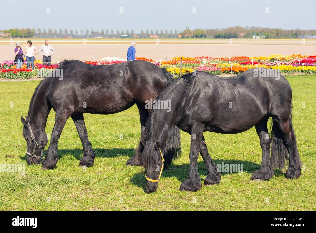 Grazing horses while people visit a colorful dutch tulip garden Stock Photo