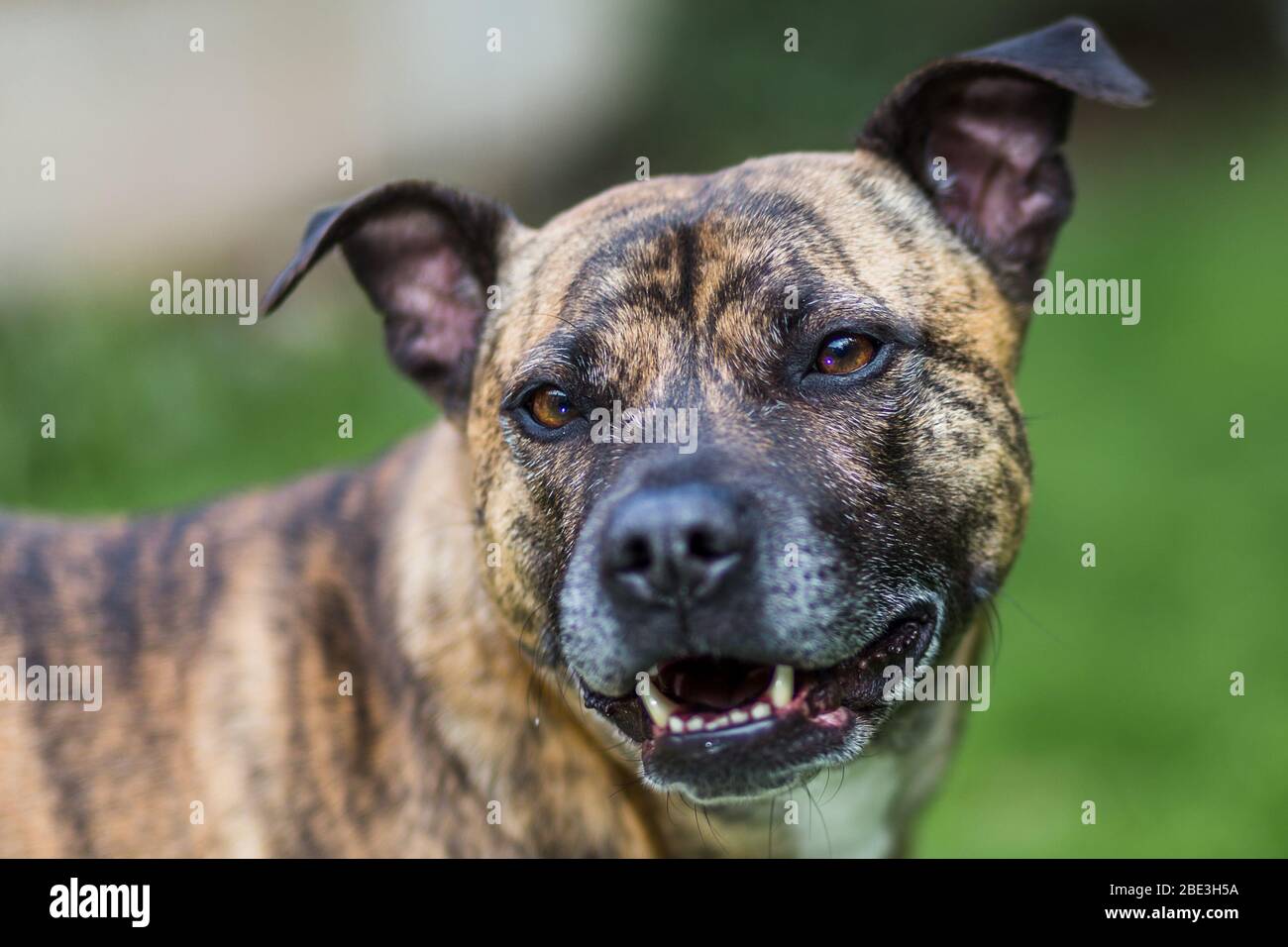 staffy cross lurcher